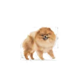 غذا خشک سگ رویال کنین مدل pomeranian وزن 3 کیلوگرم