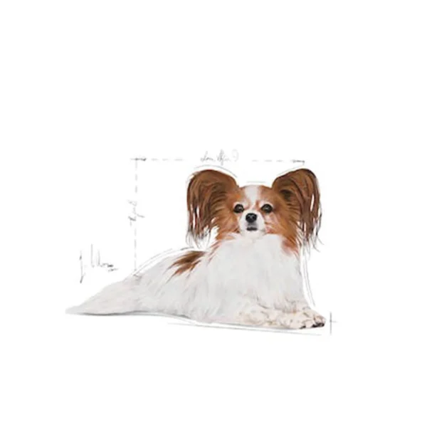 غذای خشک ایکس اسمال ایجینگ +12 وزن 1/5 کیلوگرم