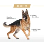 غذای خشک سگ ژرمن شپرد رویال کنین 11 کیلوگرم