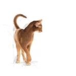 غذا خشک گربه آروما اکسیجنت رویال کنین وزن 2 کیلوگرم