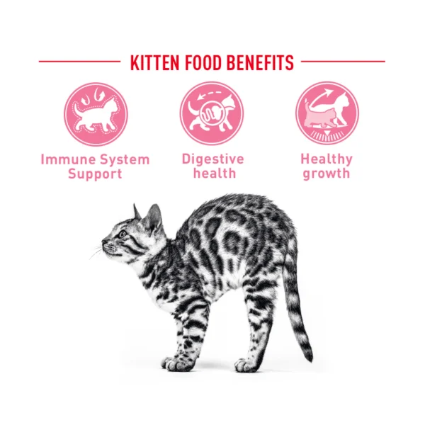 غذای خشک کیتن رویال کنین وزن 4 کیلوگرم