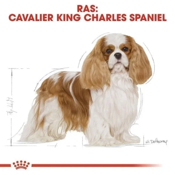 غذای خشک سگ رویال کنین مدل Royal Canin Cavalier King Charles Adult وزن 1.5 کیلوگرم