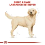 غذای خشک سگ رویال کنین مدل Labrador Retriever Adult وزن 12 کیلوگرم