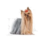 غذای خشک یور کشایر ادالت رویال کنین وزن 1/5 کیلوگرم