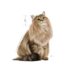 پوچ گربه یورینری کر رویال کنین وزن 85 گرم